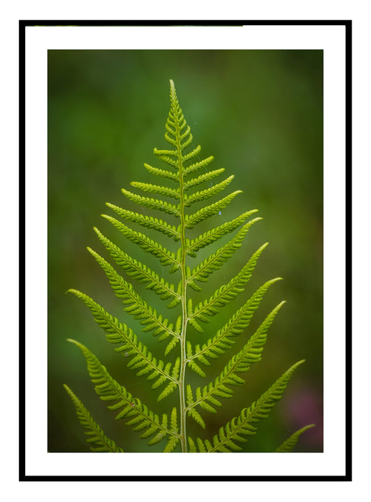 Fern Leaf Art Print