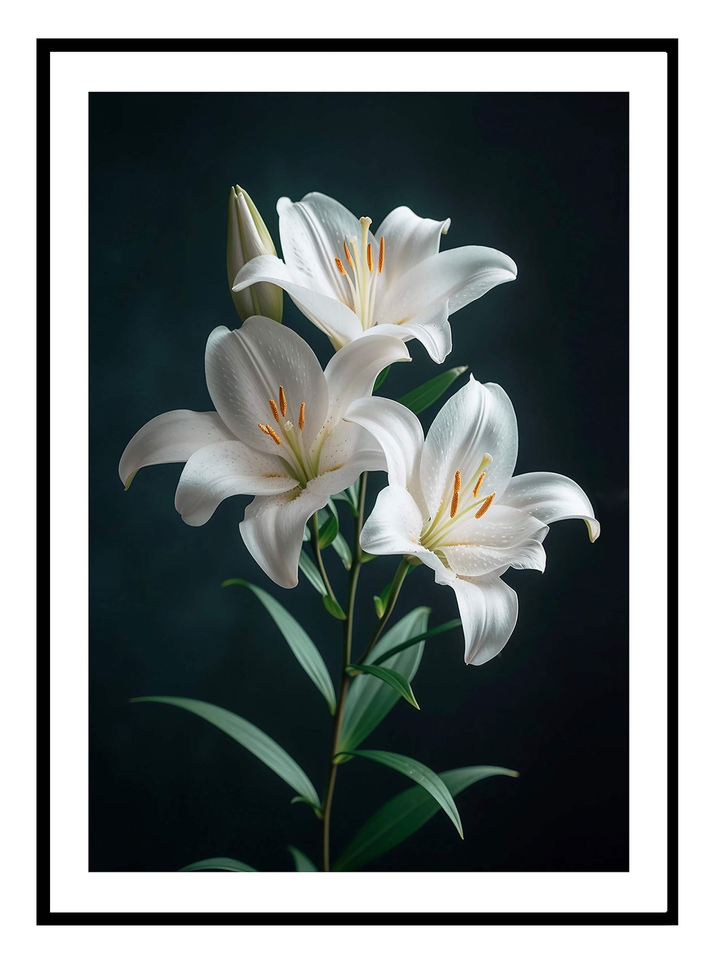 Cló Ealaíne Stargazer Lillie