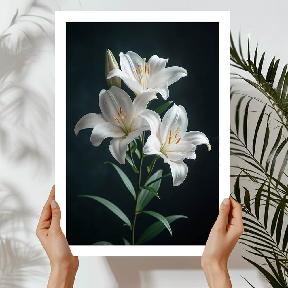 Cló Ealaíne Stargazer Lillie