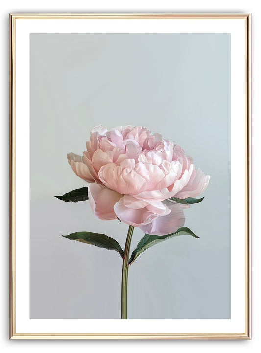 Baby Pink Peony Art Print