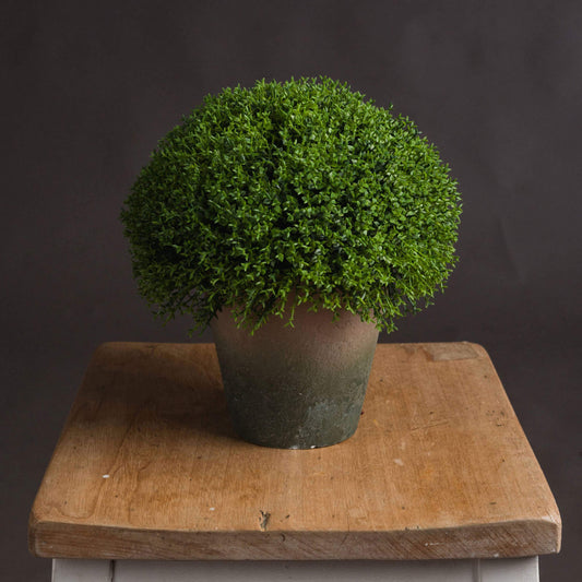 Tall Hebe Globe Indoor Topiary Pot