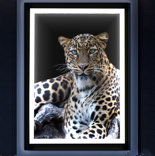 LED Backlit Leopard Framed Art Light (A)