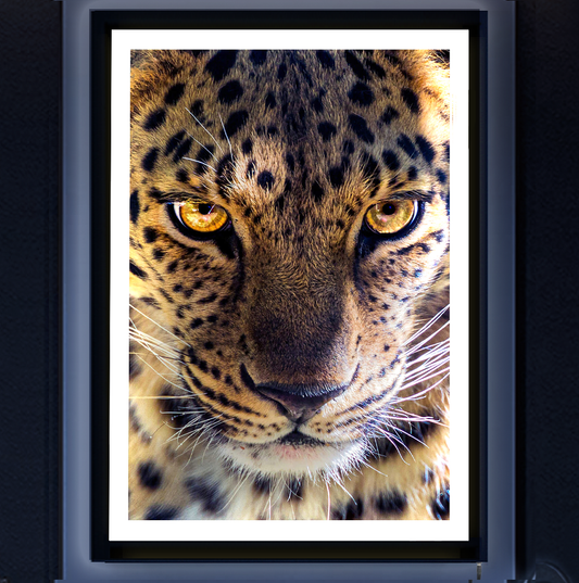 LED-Hintergrundbeleuchtung, Leoparden-Kunstlicht (B)