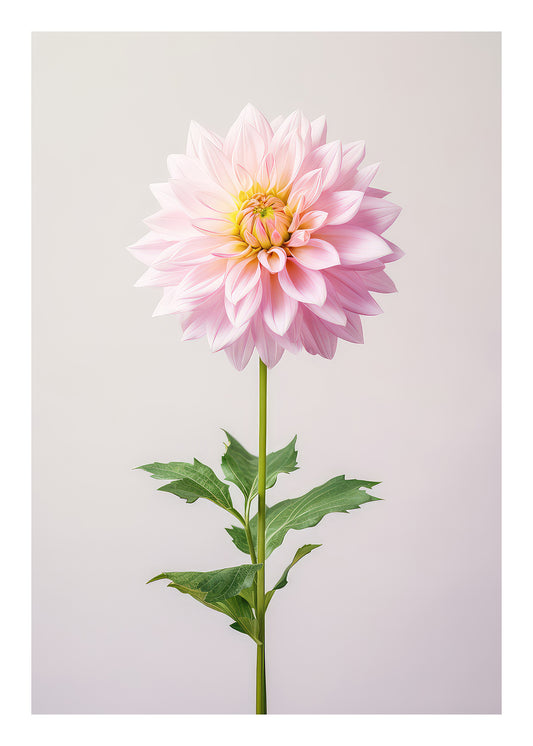 Pink Dahlia in Bloom Art Print