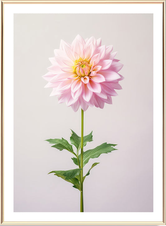 Cló Ealaíne Pink Dahlia faoi Bhláth