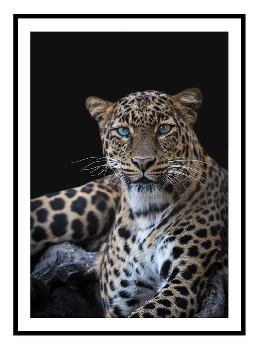 Wilder Leopard Kunstdruck