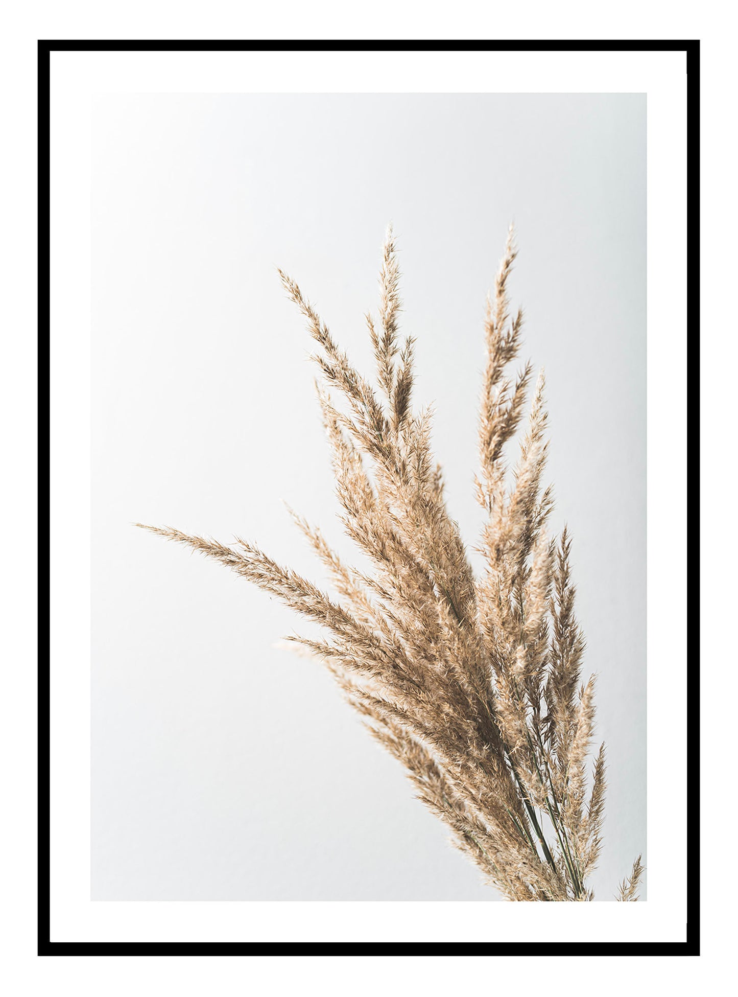 Pampass Grass Art Print