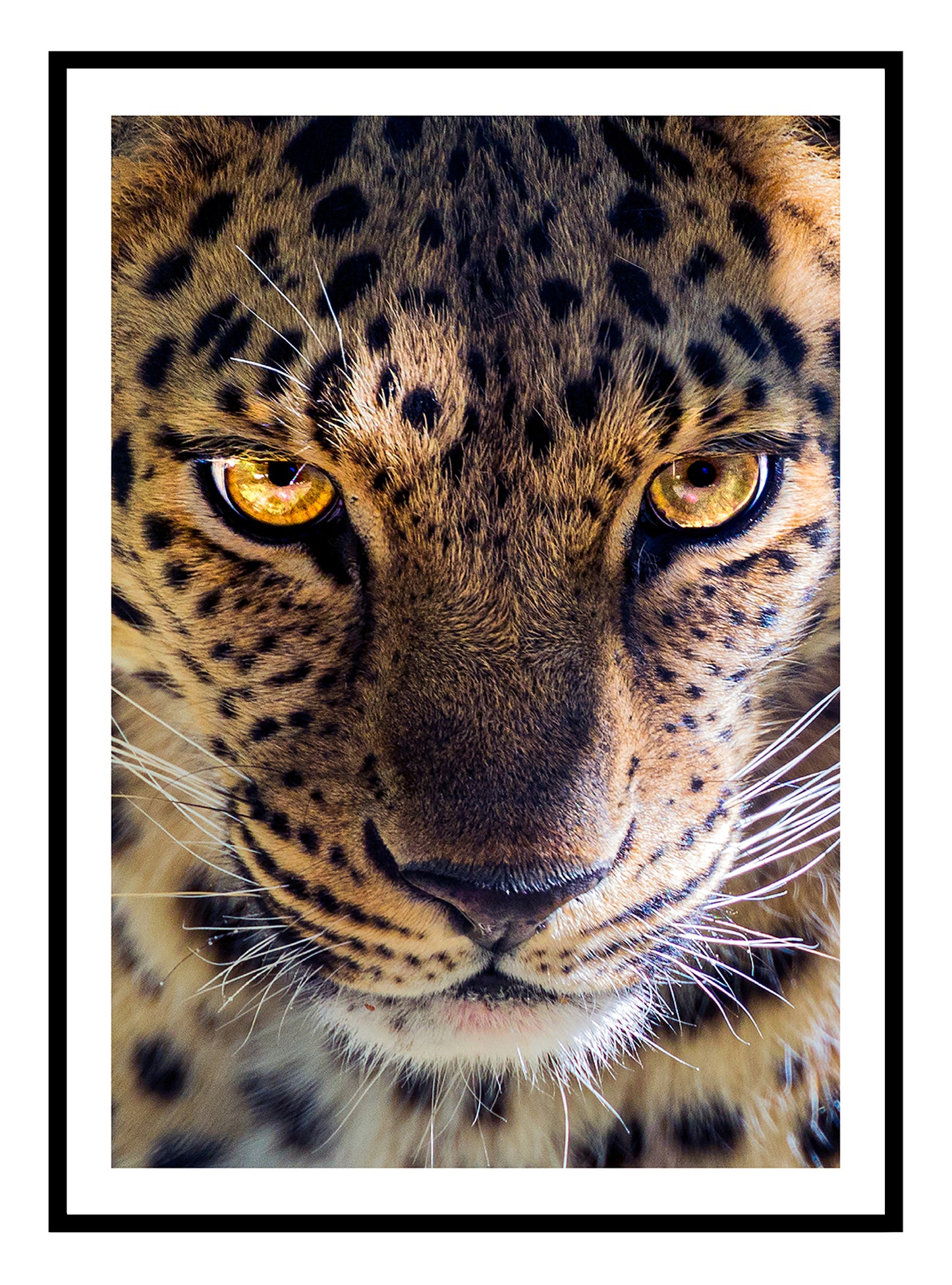 Heftig Leopard kunsttrykk
