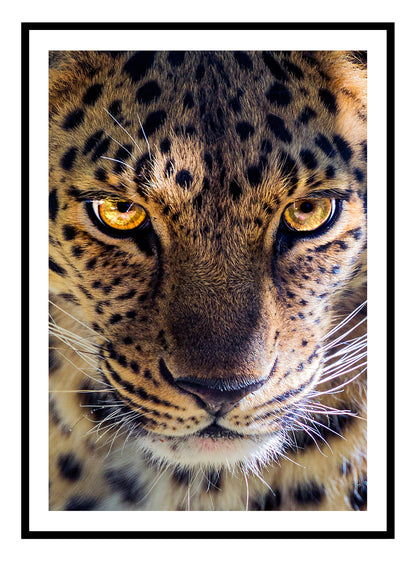 Heftiger Leopard-Kunstdruck