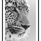 Beautiful Leopard Art Print - 2 Colours