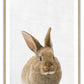 Baby Hase Kaninchen Kunstdruck