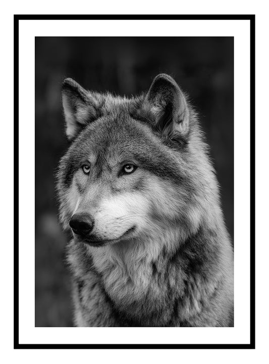 Loup sauvage Impression artistique