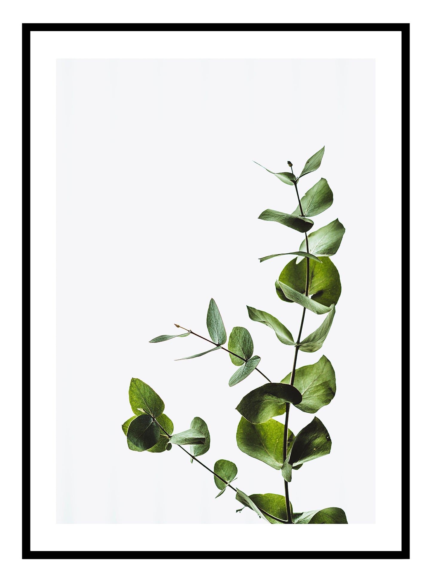 Growing Vine Art Print