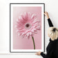 Pink Gerbera Art Print