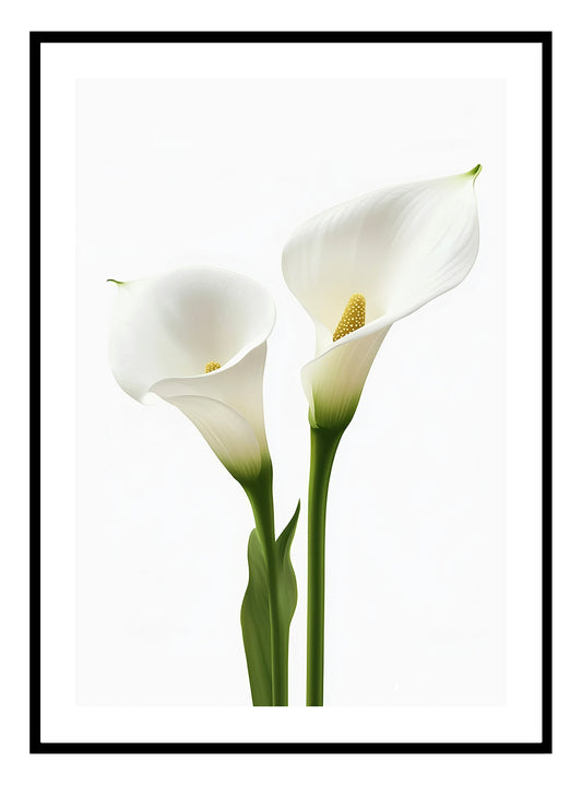 Cala Lillies Art Print