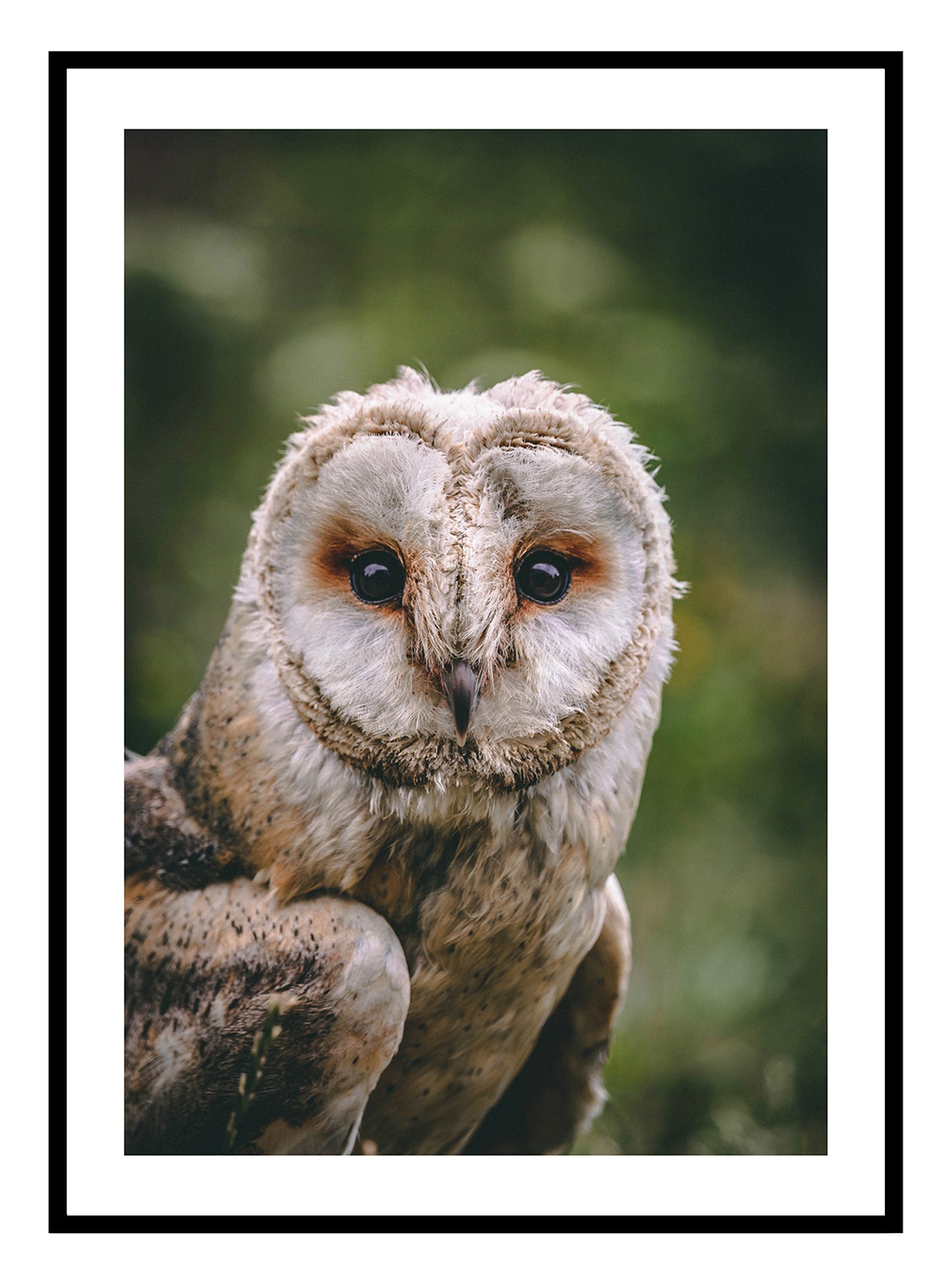 Tawny Owl taidevedos