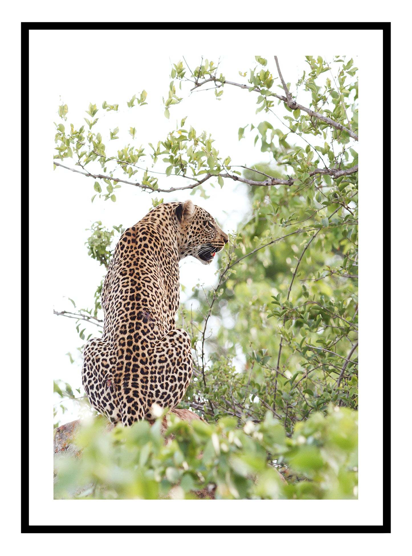 Leopardo en estado salvaje Lámina artística