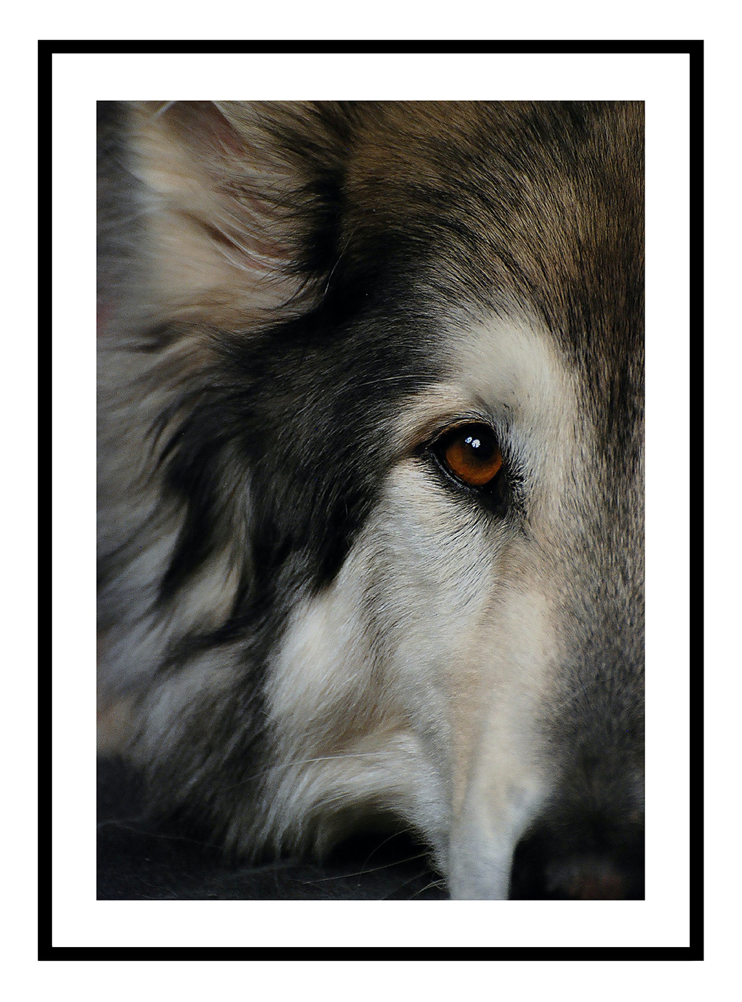 Wilder Wolf-Kunstdruck
