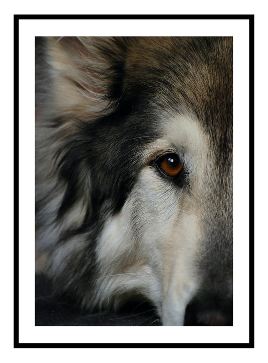 Wild Wolf Art Print