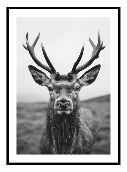 Highland Stag Art Print