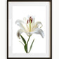 Kunstdruck der Sternenlilienblüte