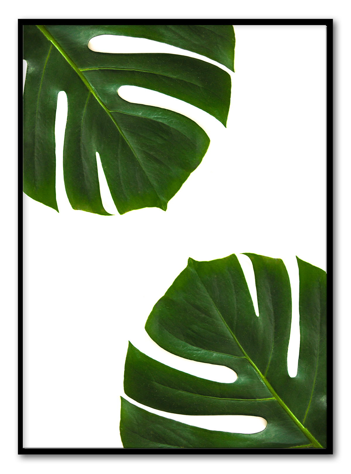 Palmbladeren Kunstdruk