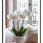 Phalaenopsis Orchid Flower (A) Art Print