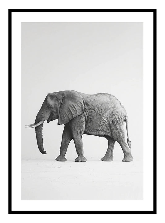 African Elephant (A) Art Print