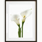 Cala Lillies Art Print
