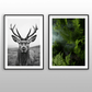 Highland Stag Art Print