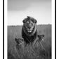 Lion and Cubs Art Print - 2 Colours