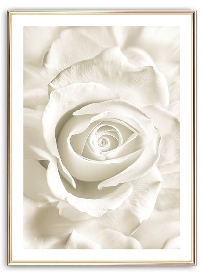 White Rose Art Print