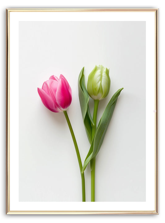 Fresh Tulips Art Print