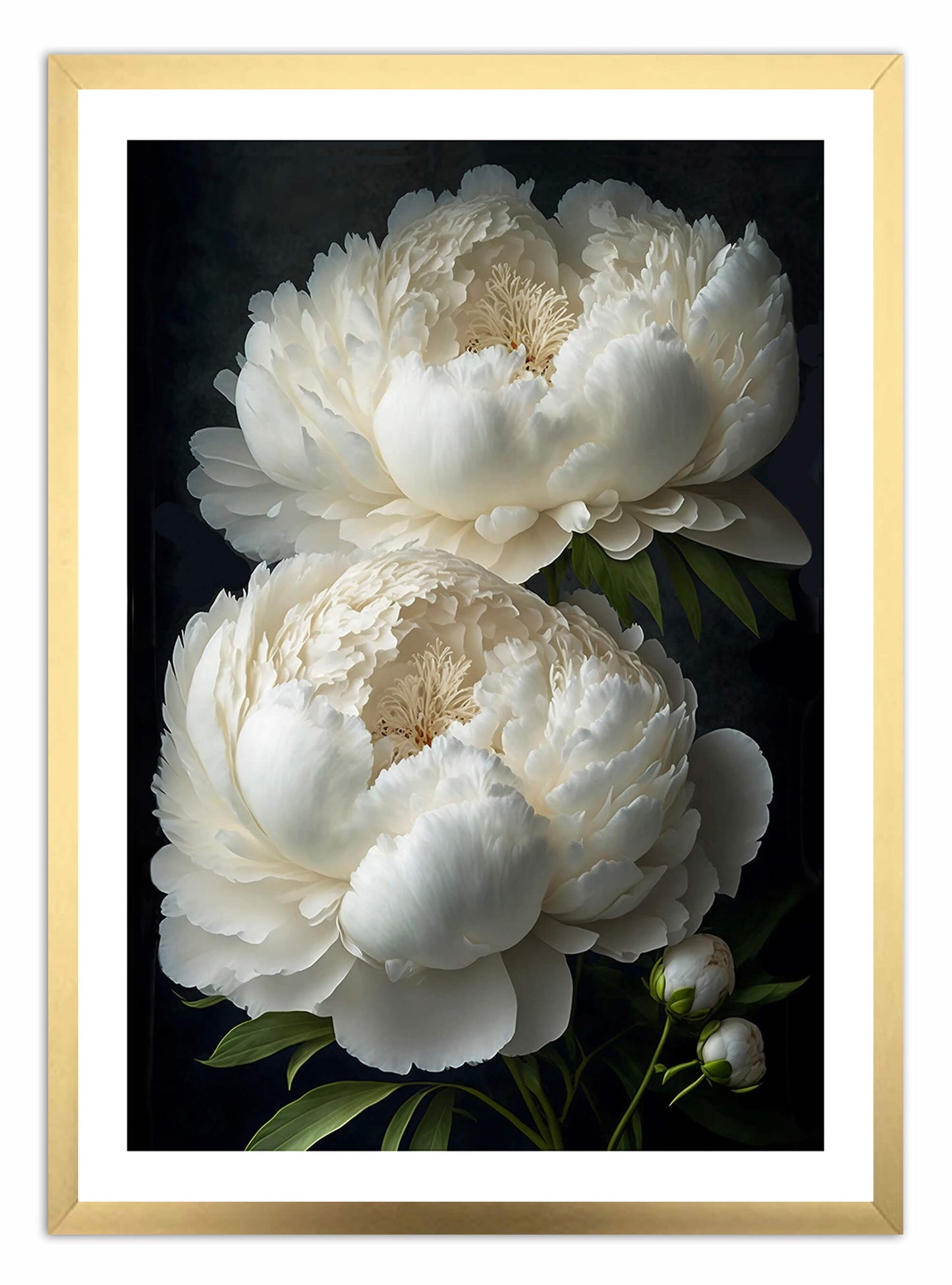 White Peony Flower Art Print