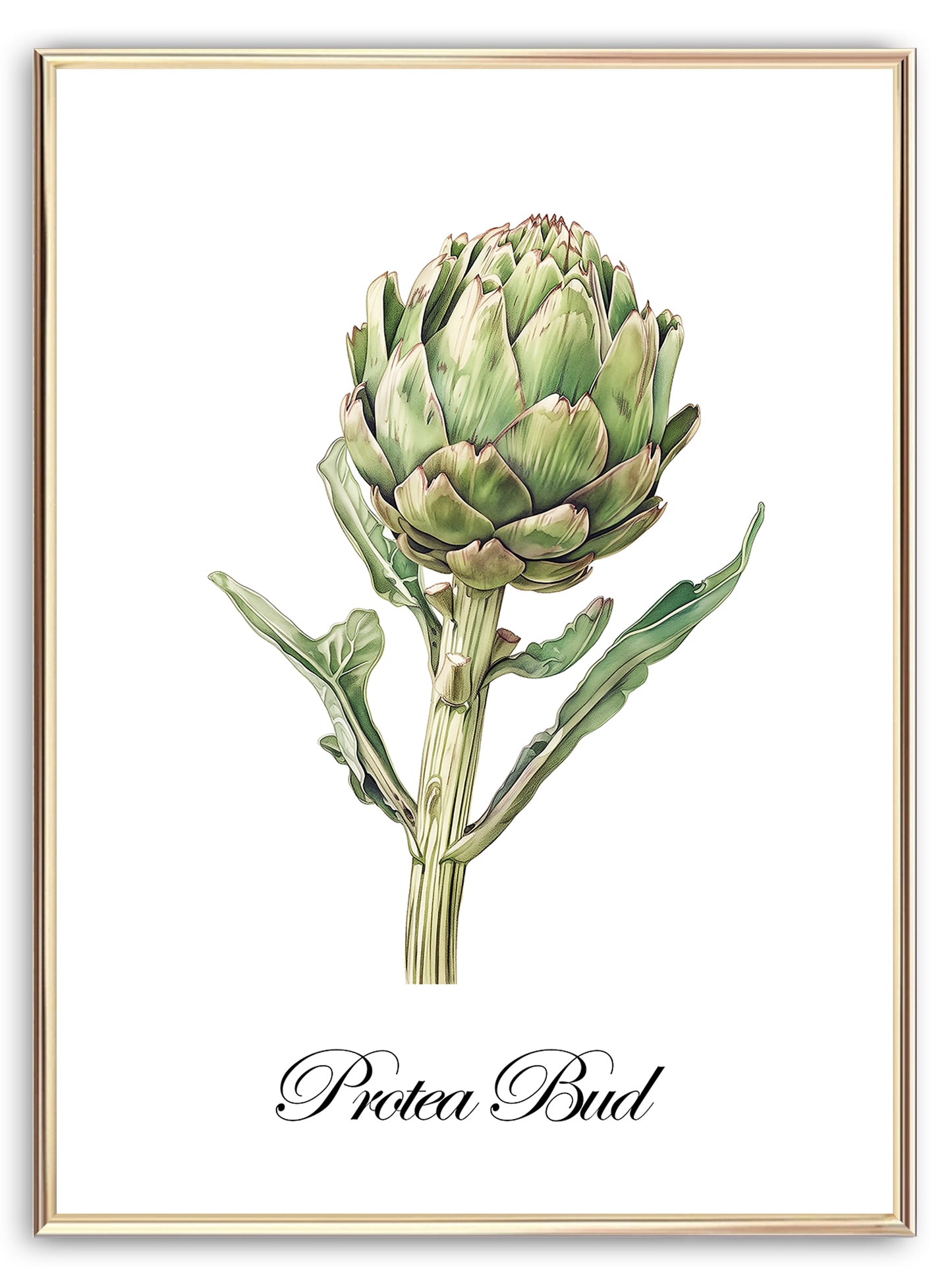 Protea Bud Art Print