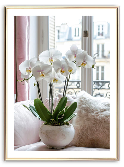 Phalaenopsis Orchid Flower (A) Art Print