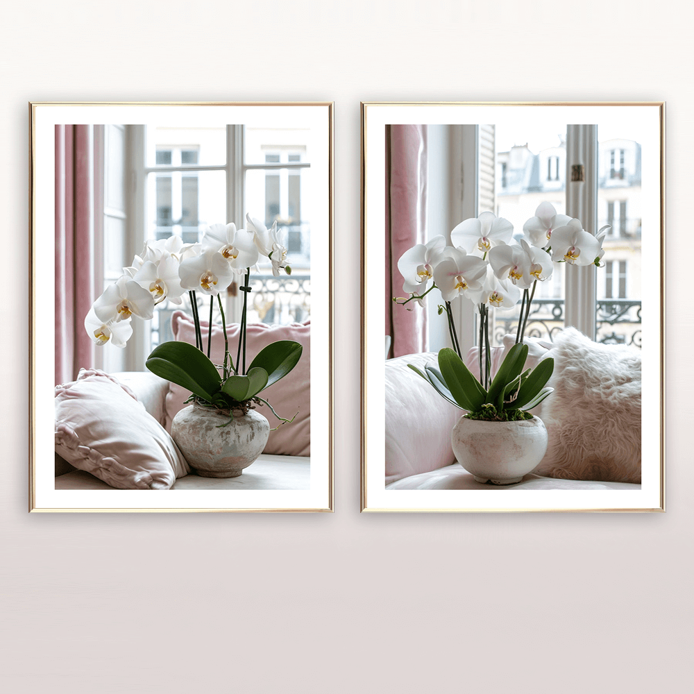Phalaenopsis Orchid Flower (B) Art Print