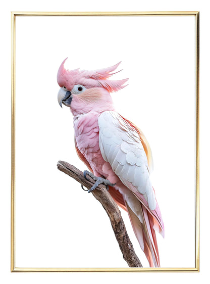 Pink Parrot Art Print