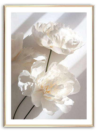 White Blooms Art Print
