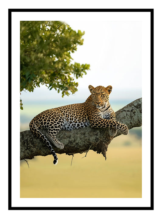 Resting Leopard Art Print