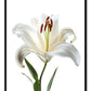Kunstdruck der Sternenlilienblüte