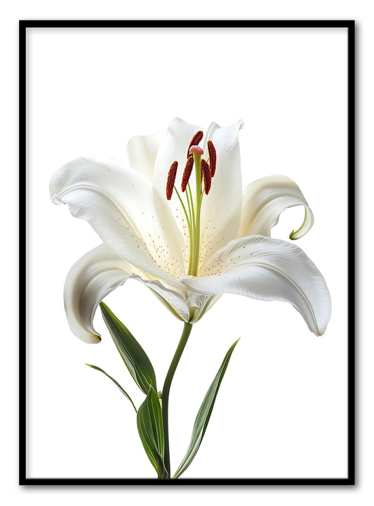Cetakan Seni Lily Stargazer