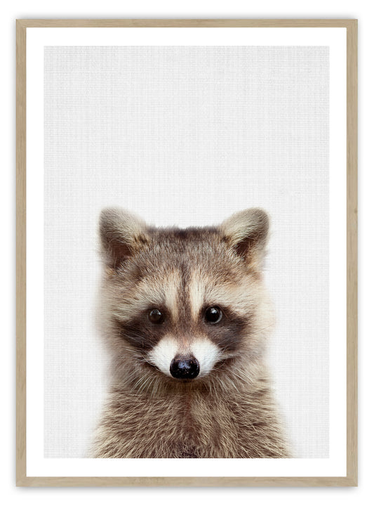 Baby Raccoon Art Print