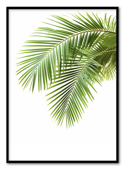 Palm Leaves (B) Art Print