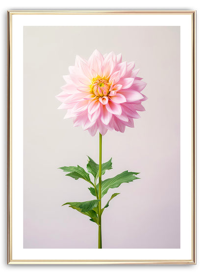 Pink Dahlia in Bloom Art Print