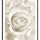 White Rose Art Print