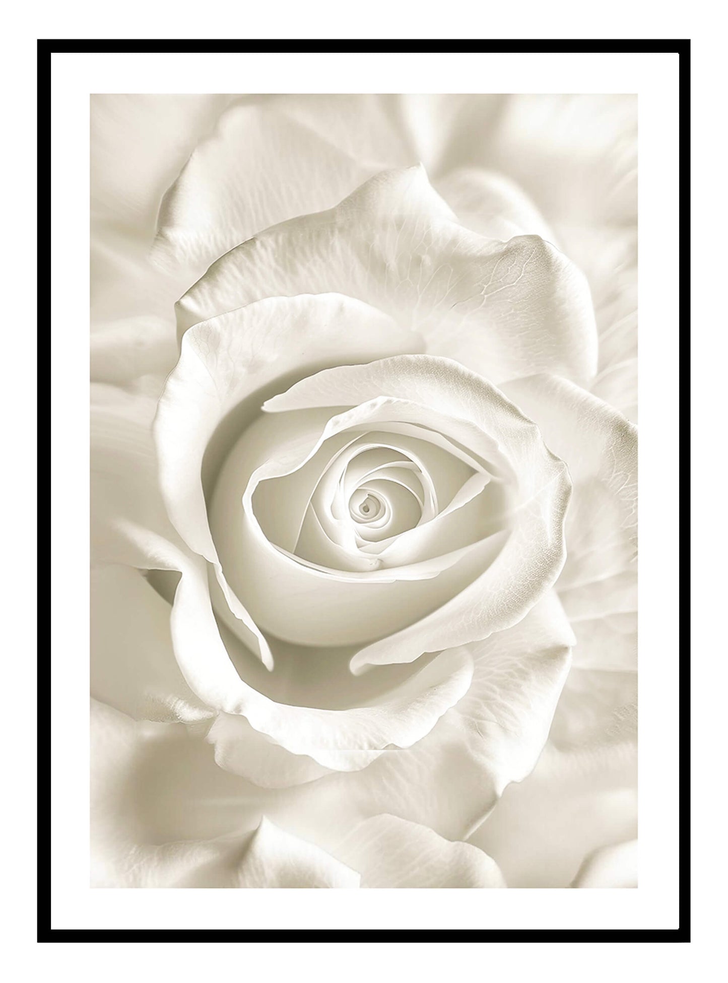 White Rose Art Print