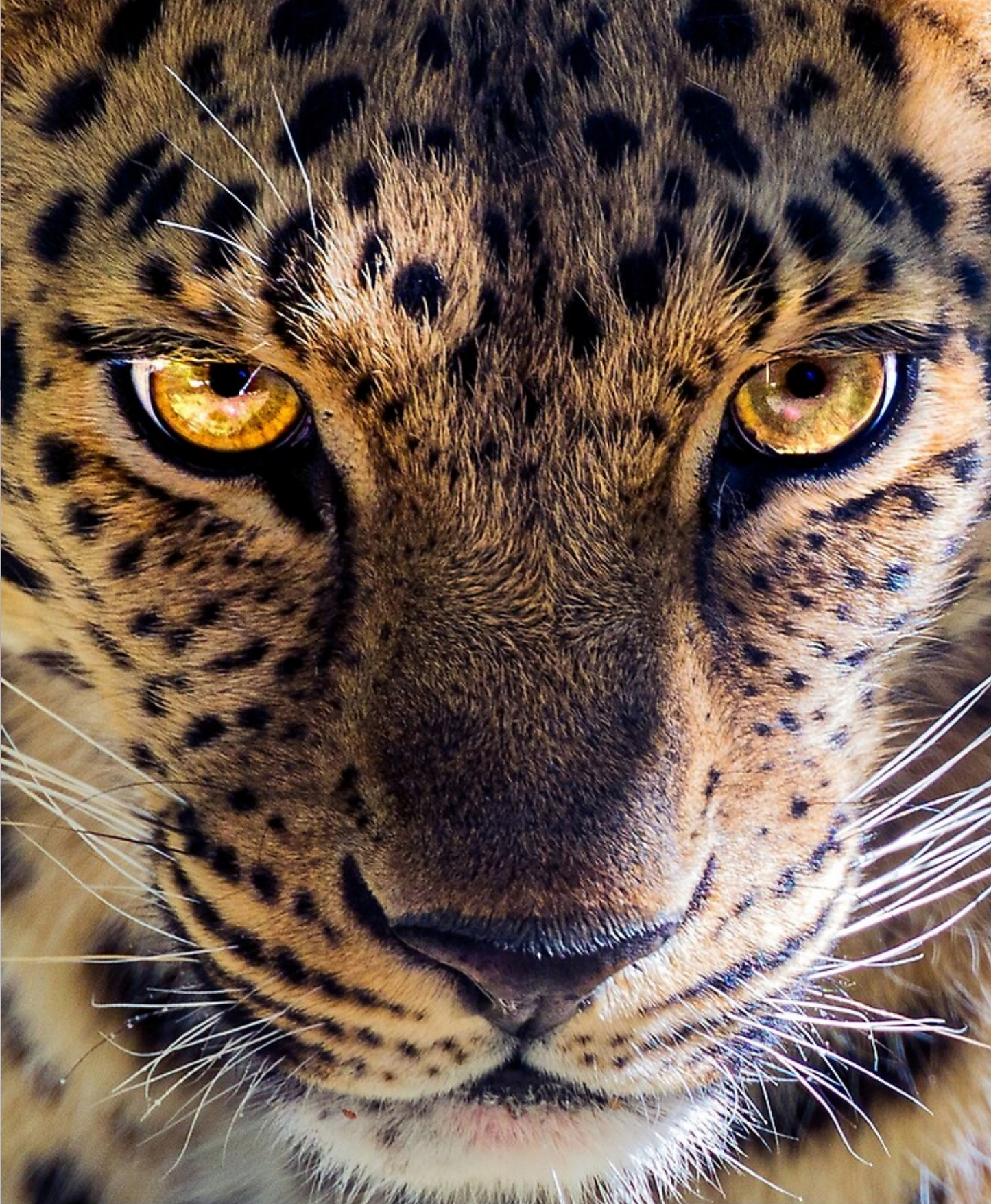 Grembiule leopardato di lusso
