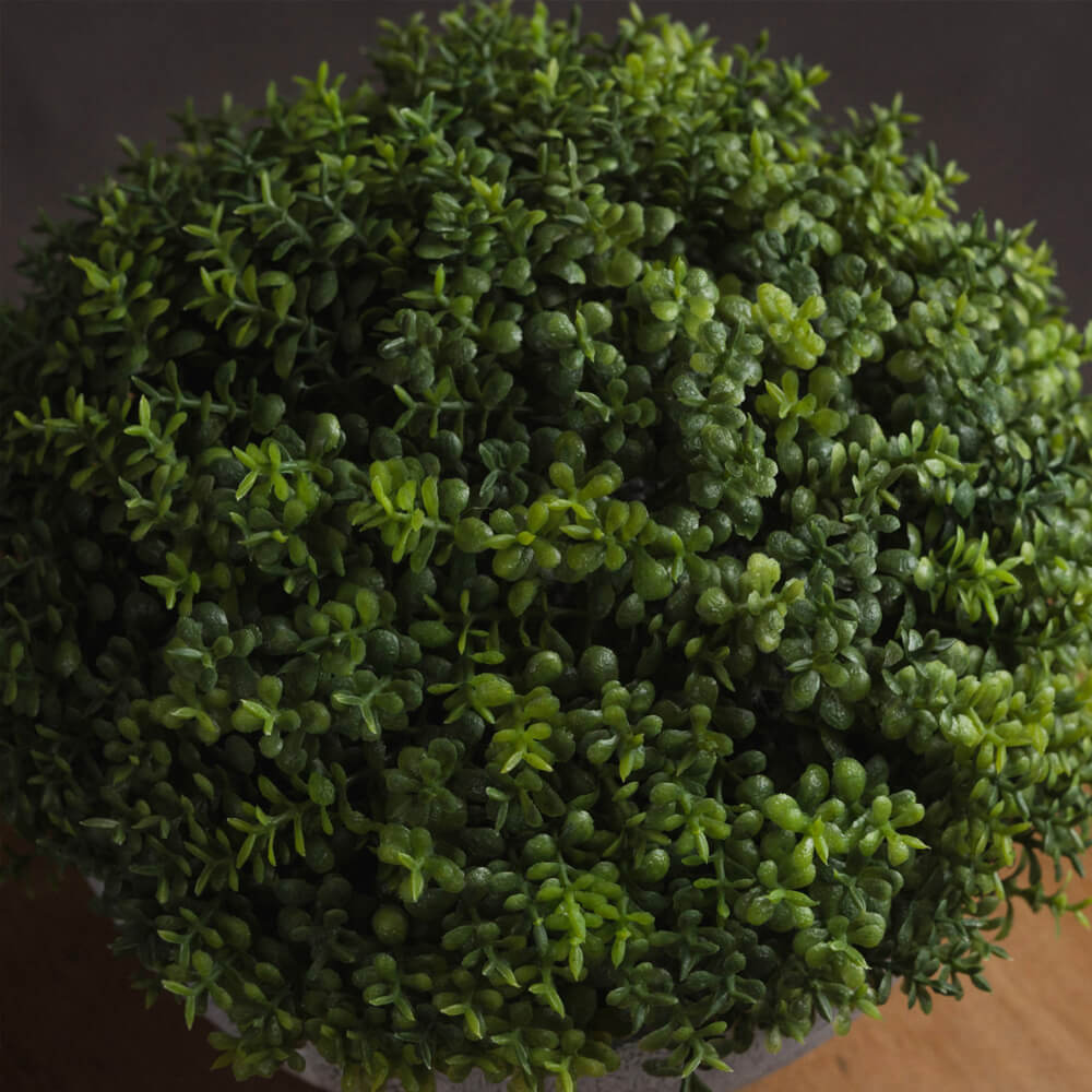 Medium Hebe Globe Innendørs Topiary Pot