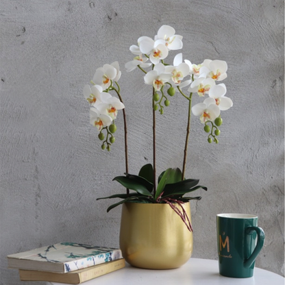 High Grade Plant Pots - 2 Colours - Jasmine and Jade Interiors